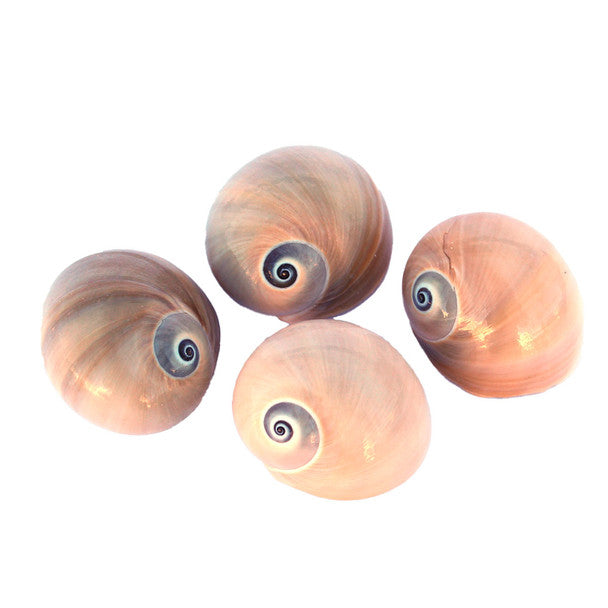 Whale's Eye Moon Seashells 1.25-1.5