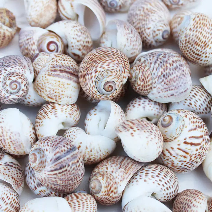 Natica Tigerina Seashell