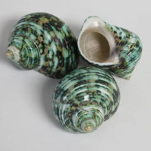 Load image into Gallery viewer, Small Green Turbo Seashell
