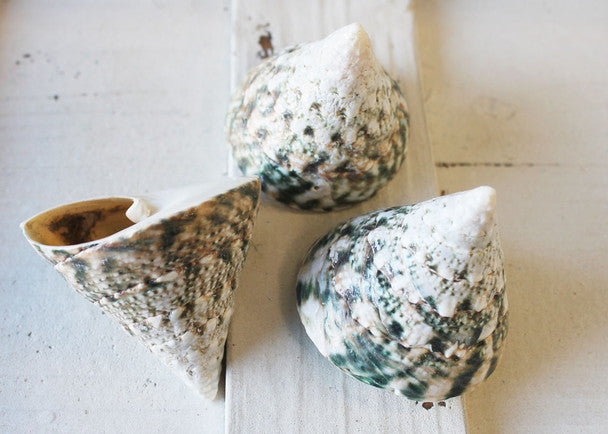 Green Trochus Seashells 2.5