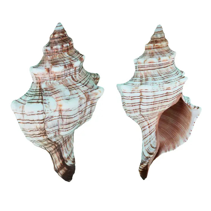 Fox Shell 4-5