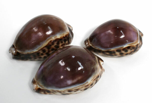 Purple Top Cowrie Seashell 2.5-3