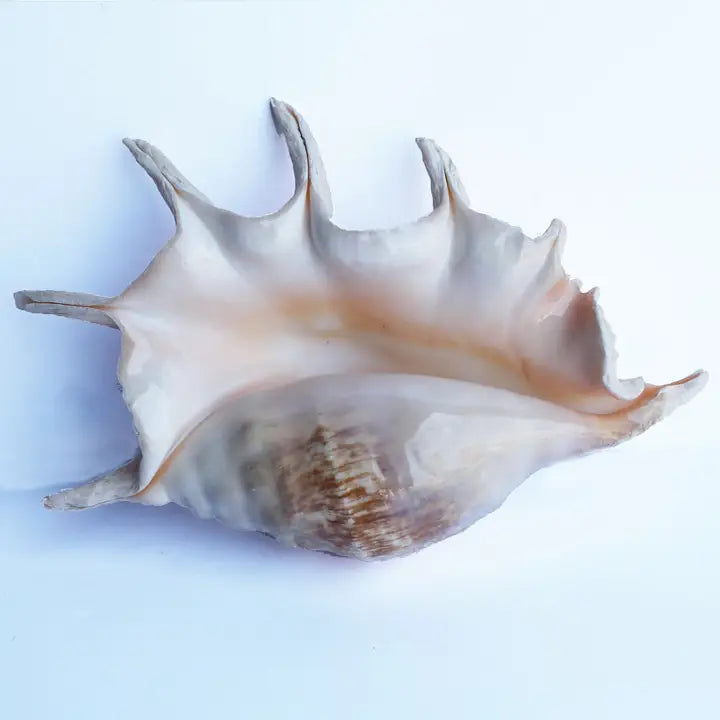 Truncate Spider Conch Seashell (L)