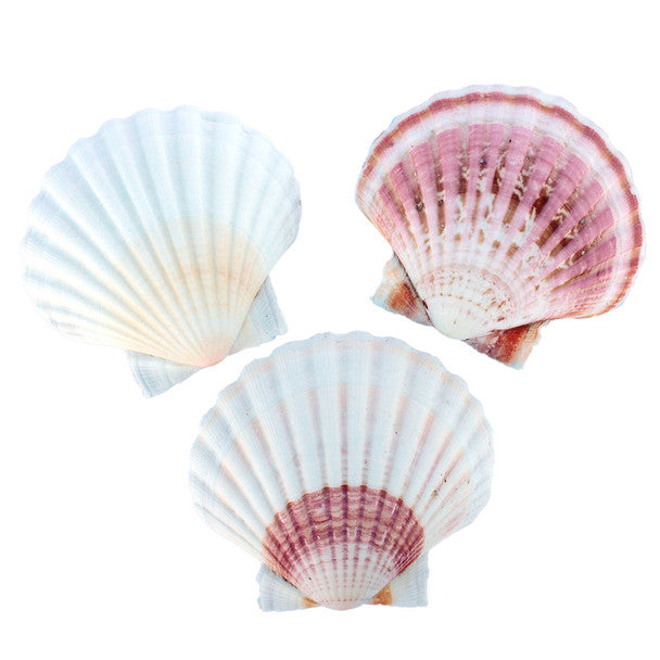 Colorful White Irish Scallop Seashells