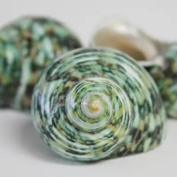 Small Green Turbo Seashell