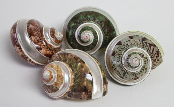 Banded Tapestry Turban Shell