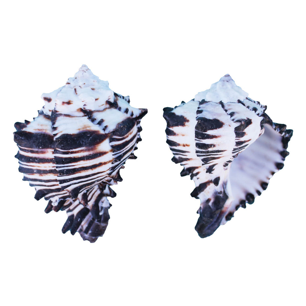 Black Murex Seashell 3.5-4