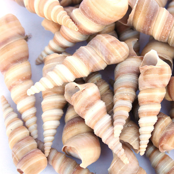 Brown Turritella Seashell