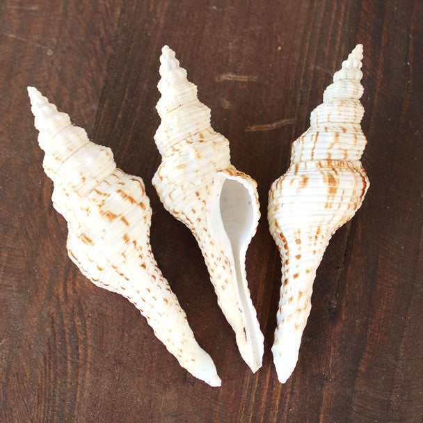Brown & White Spindle Seashell 4-5