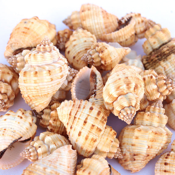 Canthrus Tranquebaricus