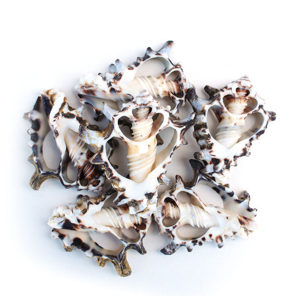 Center Cut Black Vasum Seashells 2-2.25