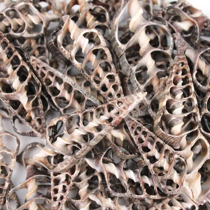 Center Cut Telescopia Seashell 1.5-3.5
