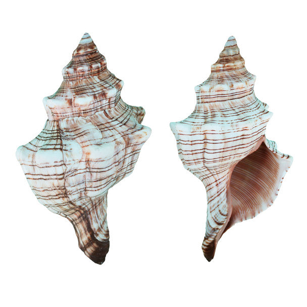 Large Fox Shell 6-7