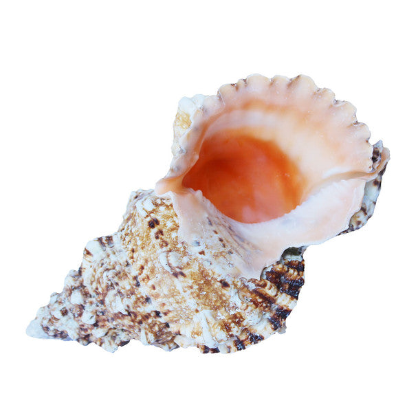 Large Frog Seashell 6-9