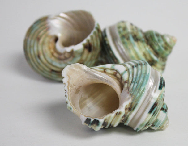 Small Green Banded Turbo Seashells 2-2.5