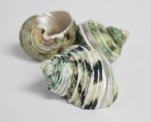 Green Banded Turbo Seashells 3-3.5