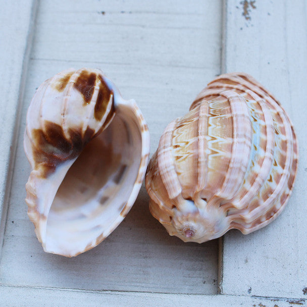 Harpa Davidis Seashell 2-3