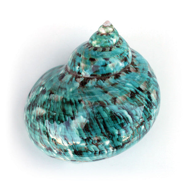 Green Turbo Seashells