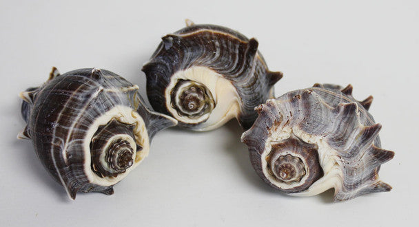 King Crown Seashell 2-2.5