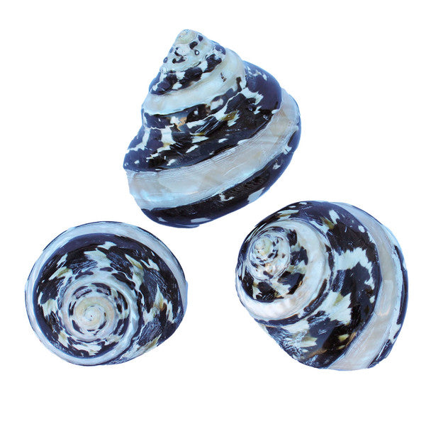 Banded Magpie Turbo Shell
