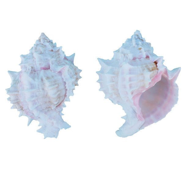 Pink Murex Seashell 3.5-4