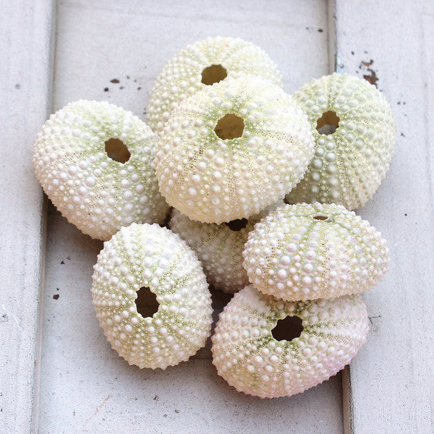 Pink/White Sea Urchins 1-2