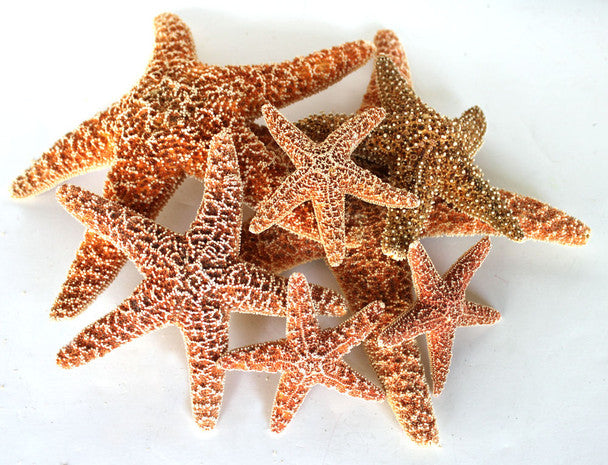 Large Sugar Starfish