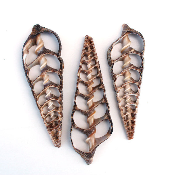Large Center Cut Telescopia Seashells 3.5-4