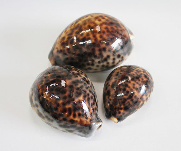 Tiger Cowrie Seashell