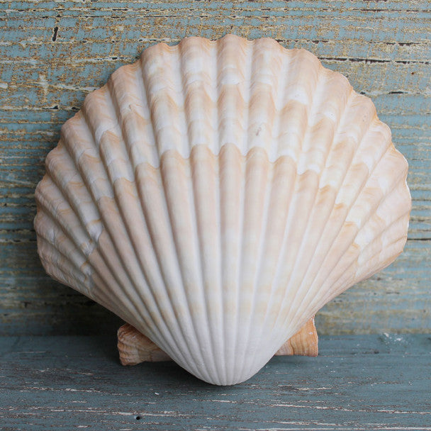 Yellow Cup Scallop Seashells 3.5