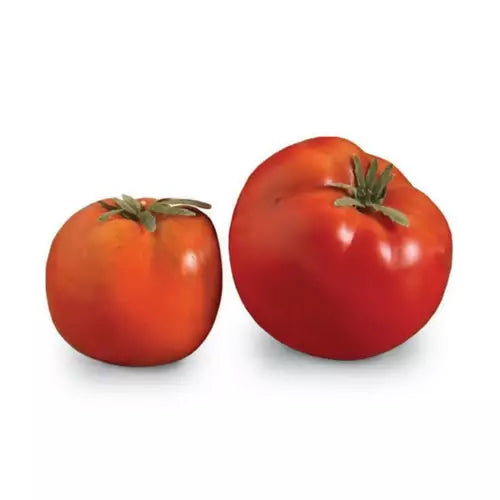 Red Sun Ripened Tomatoes