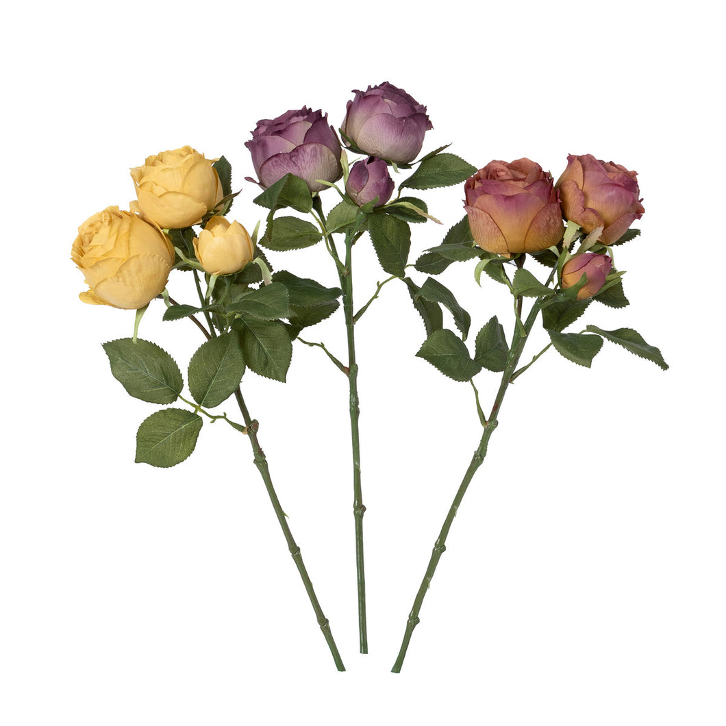 Dried Floribunda Rose Cuttings