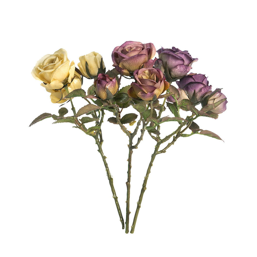 Dried Climbing Rose Cuttings