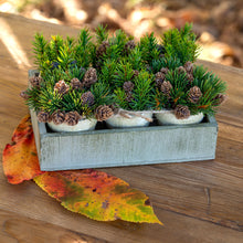 Load image into Gallery viewer, Winter Evergreen Planting Flat
