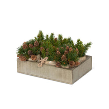 Load image into Gallery viewer, Winter Evergreen Planting Flat
