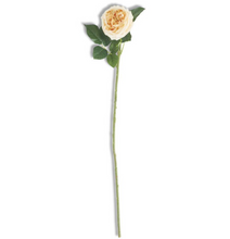 Load image into Gallery viewer, 24&quot; Real Touch Austin Rose Stem
